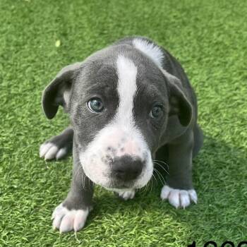 Mixed Breed Dogs Available for Adoption in Loxahatchee Groves, Florida - Rupert 1669 | PetCurious