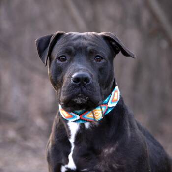 Pit Bull Terrier Dogs Available for Adoption in Minneapolis, Minnesota - Ike | PetCurious