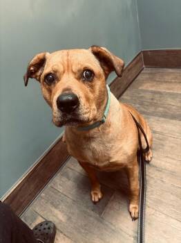 Labrador Retriever and Mixed Breed Dogs Available for Adoption in Mineral, Virginia - Daisy | PetCurious