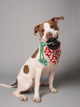 Timba -  Pit Bull Terrier and Mixed Breed Dog for Adoption in Atlanta, Georgia - Timba | PetCurious