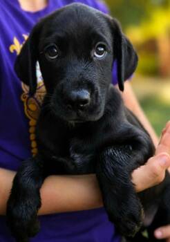 Ziggy Blackwell -  Labrador Retriever Dog for Adoption in El Dorado, Arkansas - Ziggy Blackwell | PetCurious