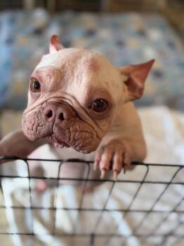 French Bulldog Dogs Available for Adoption in Margate, Florida - AROLD | PetCurious