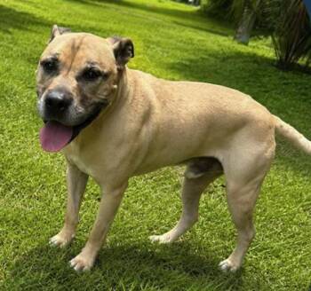 Spike -  Mixed Breed Dog for Adoption in Palm Coast, Florida - Spike | PetCurious
