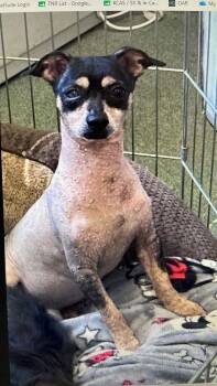 Papa -  Chinese Crested Dog Dog for Adoption in Newport, Kentucky - Papa | PetCurious