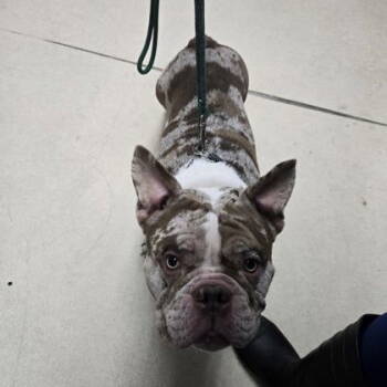 Rescue Mixed Breed Dogs for Adoption in Oakland, California - Rocky Balboa | PetCurious