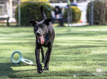 Mixed Breed Dogs Available for Adoption in Upper Township, New Jersey - Pizzell | PetCurious