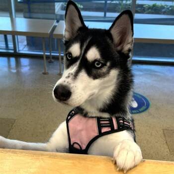 CHLOE -  Siberian Husky Dog for Adoption in St. Louis, Missouri - CHLOE | PetCurious