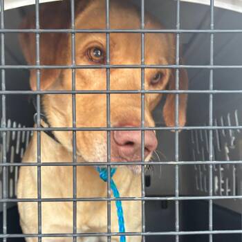 Labrador Retriever and Mixed Breed Dogs Available for Adoption in Montgomery, Alabama - Dakota | PetCurious