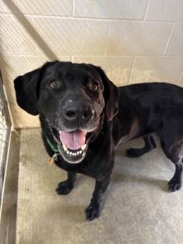 Chico -  Black Labrador Retriever Dog for Adoption in Munfordville, Kentucky - Chico | PetCurious