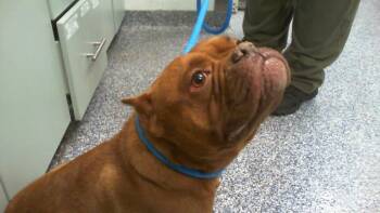CARMEL -  American Bulldog and Mixed Breed Dog for Adoption in Charlotte, North Carolina - CARMEL | PetCurious
