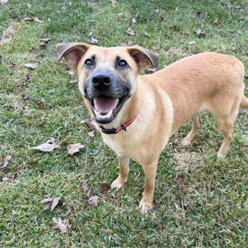 Rescue Shepherd Dogs for Adoption in Spring, Texas - Cedar | PetCurious