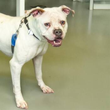 American Bulldog and Pit Bull Terrier Dogs Available for Adoption - BEANS | PetCurious