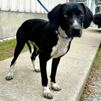 Mixed Breed Dogs Available for Adoption in Warrensburg, Missouri - Caroline Belle | PetCurious