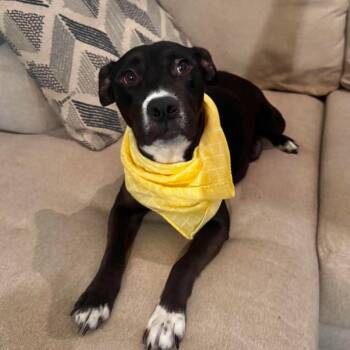 Naomi -  Mixed Breed Dog for Adoption in Rockville, Maryland - Naomi | PetCurious