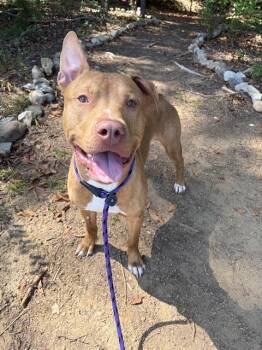 RANDY -  Pit Bull Terrier Dog for Adoption in Charlotte, North Carolina - RANDY | PetCurious