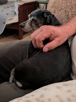 Miniature Pinscher Dogs Available for Adoption - Jazz (Courtesy) | PetCurious