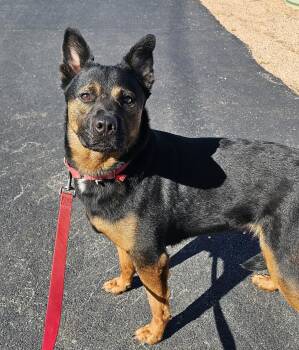 Roxy -  Australian Cattle Dog Blue Heeler Dog for Adoption in Longview, Texas - Roxy | PetCurious
