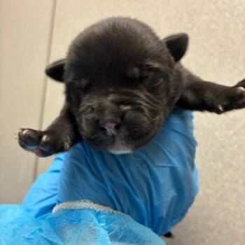 Black Labrador Retriever Dogs Available for Adoption in San Antonio, Texas - Beetle | PetCurious