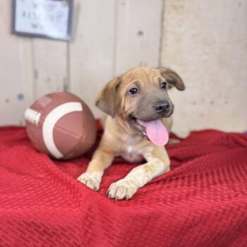 Shar Pei and Jack Russell Terrier Dogs Available for Adoption in Atlanta, Texas - Fudge | PetCurious