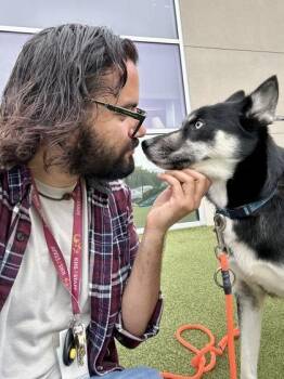 Abra -  Mixed Breed Dog for Adoption in Wichita, Kansas - Abra | PetCurious