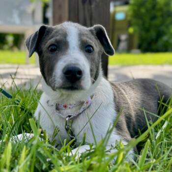 Brandy -  Pit Bull Terrier and Mixed Breed Dog for Adoption in Bradenton, Florida - Brandy | PetCurious