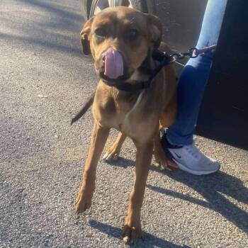 Rescue Mixed Breed Dogs for Adoption in Huntington, West Virginia - Kimberly Stray Hold 11/22 | PetCurious