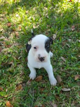 Shepherd and Hound Dogs Available for Adoption - Makai | PetCurious