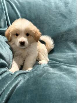 Ace -  Golden Retriever and Australian Shepherd Dog for Adoption in Dallas, Texas - Ace | PetCurious