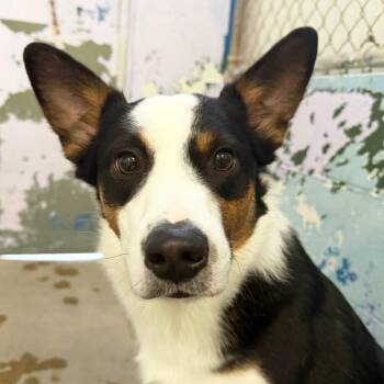 Mixed Breed Dogs Available for Adoption - Rex | PetCurious