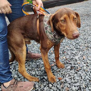 Doberman Pinscher and Catahoula Leopard Dog Dogs Available for Adoption in Beulaville, North Carolina - Diego | PetCurious