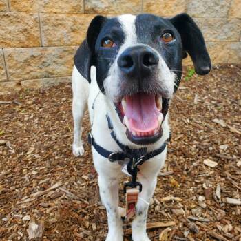 Maximillian -  Mixed Breed Dog for Adoption in Falls Church, Virginia - Maximillian | PetCurious