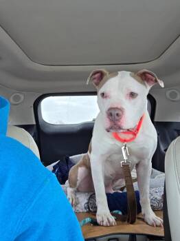 Azriel -  Bull Terrier and Pit Bull Terrier Dog for Adoption in Charlotte, Michigan - Azriel | PetCurious