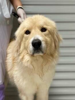 Great Pyrenees and Mixed Breed Dogs Available for Adoption - Yogi | PetCurious