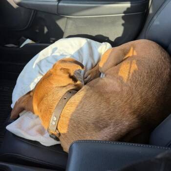 Mixed Breed Dogs Available for Adoption - Winnie | PetCurious