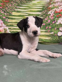 American Staffordshire Terrier Dogs Available for Adoption - Nougat | PetCurious