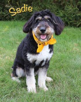 Sadie -  Australian Shepherd and Poodle Dog for Adoption in Parma, Ohio - Sadie | PetCurious