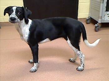 Beagle and Mixed Breed Dogs Available for Adoption in Cookeville, Tennessee - MELISSA | PetCurious