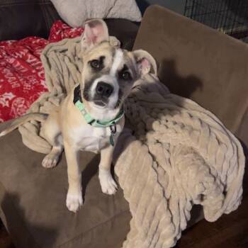 Rescue Mixed Breed Dogs for Adoption in Buffalo, Minnesota - Wonder | PetCurious