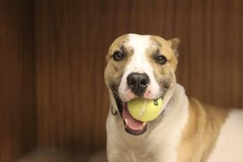 Sam -  Mixed Breed Dog for Adoption in Neillsville, Wisconsin - Sam | PetCurious