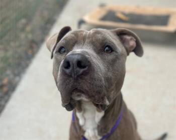 Pit Bull Terrier Dogs Available for Adoption - ARK | PetCurious