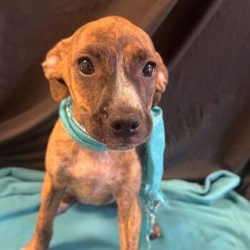 Rally -  Mixed Breed Dog for Adoption in Canal Winchester, Ohio - Rally | PetCurious