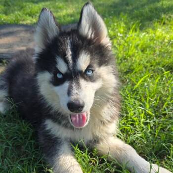 Alaskan Malamute Dogs Available for Adoption in Austin, Texas - Winter DD | PetCurious