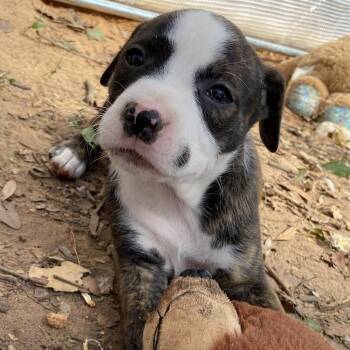 Pit Bull Terrier Dogs Available for Adoption - Julia | PetCurious