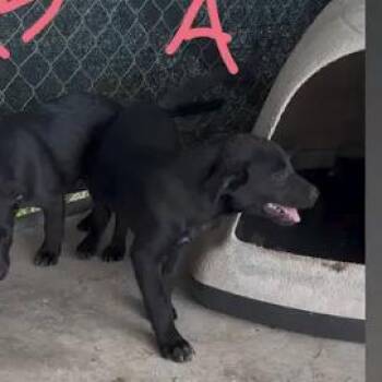 Black Labrador Retriever and Australian Cattle Dog Blue Heeler Dogs Available for Adoption - Penny | PetCurious