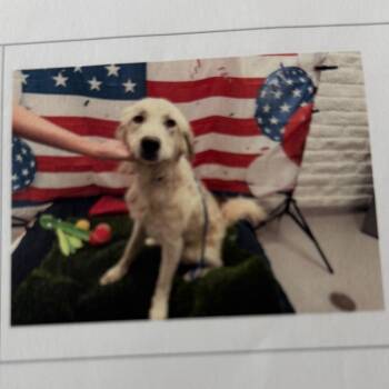 Willow -  Great Pyrenees Dog for Adoption in Pacifica, California - Willow | PetCurious