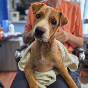 Graham -  Terrier Dog for Adoption in Wahiawa, Hawaii - Graham | PetCurious