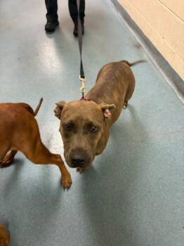 MELINDA -  Mixed Breed Dog for Adoption in West Palm Beach, Florida - MELINDA | PetCurious