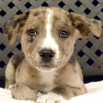 Australian Shepherd Dogs Available for Adoption in Midland, Texas - Parish | PetCurious