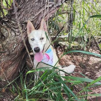 Lluvia -  Husky and Labrador Retriever Dog for Adoption in Albion, New York - Lluvia | PetCurious