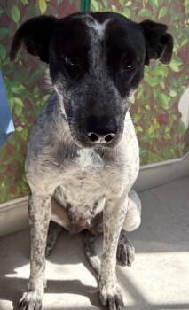 Rescue Cattle Dog and Mixed Breed Dogs for Adoption in San Antonio, Texas - Norma | PetCurious